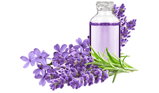 frasco de fragancia lavanda con flores de lavanda alrededor
