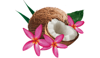 coco entero, mitades de coco y flores tropicales